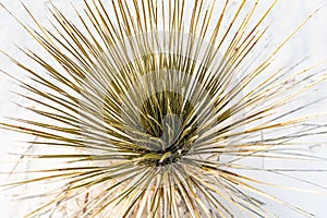 Closeup shot of a Soaptree Yucca plant in White Sands National Park, New Mexico
