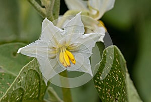 Closeup shot of a Solanum melongena flower