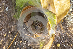 Closeup shot of a spider in a spiderweb in Honduras