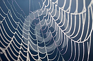 Closeup shot of the spider web covered with the dew drops