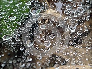 Closeup shot of a spider web with water dews on it