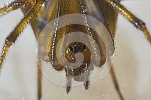 Closeup shot of a spider on a white surface