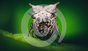 Closeup shot of a Spined Micrathena spider on a green leaf photo