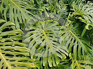 Closeup shot of split-leaf philodendron grown in a garden