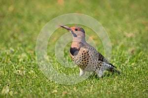 Closeup shot of a spotted bird standing on a green grass
