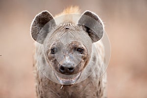 Closeup shot of a spotted hyena salivating and panting