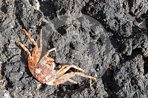 Closeup shot of a spotted orange crab scuttling around on a rock