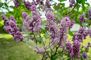 Closeup shot of spring branch of blossoming lilac in a garden