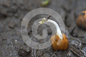 Closeup shot of sprouted black gram bean with