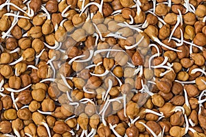 Closeup shot of sprouted black gram beans