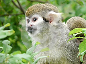 Closeup shot of squirrel monkey on tree