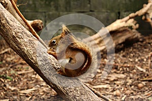 Closeup shot of a squirrel sitting on a tree branch