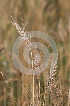 Closeup Shot of Stalks of Wheat in Wheat Field