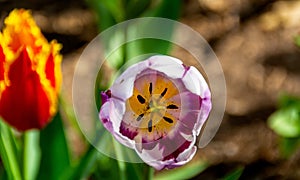 Closeup shot of a stamen of a purple tulip in a garden