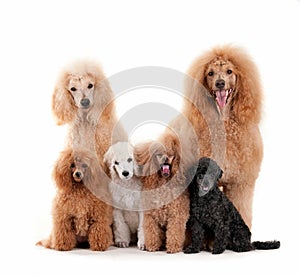 Closeup shot of standard poodles family isolated on white background