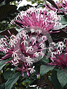 Closeup shot of Starburst bush (Clerodendrum quadriloculare) photo