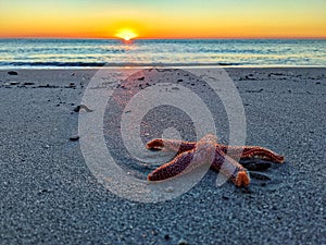 Closeup shot of a start fish on the shore of Pawleys Island, South Carolina