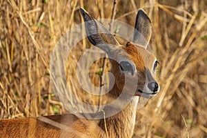 Closeup shot of the Steenbok looking away in the forest