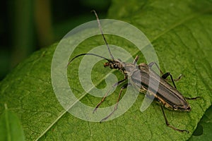 Closeup shot of a Stenocorus Meridianus Beetle