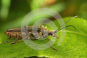 Closeup shot of a Stenocorus Meridianus Beetle