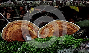 Closeup shot of stereum subtomentosum fungi photo