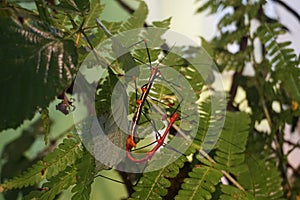 Closeup shot of a stick insect in a tree - Oreophoetes peruana photo