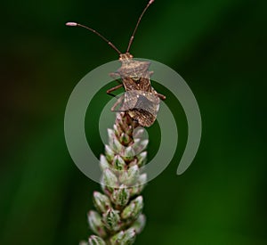 Stinkbug on the grass flower