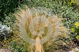 Closeup shot of Stipa capillata grass