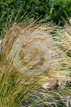 Closeup shot of Stipa capillata grass