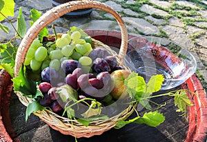 Closeup shot of a straw basket full of white grapes and plums during a sunny day