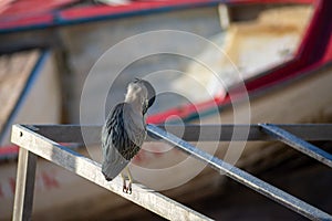 Closeup shot of a striated heron bird perched on metal poles near boats on a dock