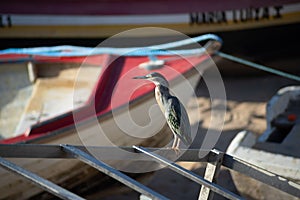 Closeup shot of a striated heron bird perched on metal poles near boats on a dock