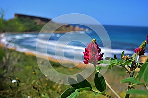 Closeup shot of Sulla coronaria flowers in full bloom near Ghajn Tuffieha Bay in Malta photo