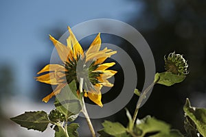 Closeup shot of the sunflower blowing in the wind on blurred background
