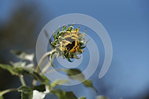 Closeup shot of the sunflower blowing in the wind on blurred background