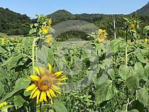 Closeup shot of sunflowers growing in the field on a sunny day