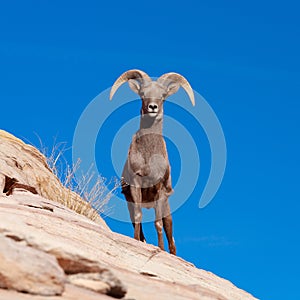 Closeup shot of a surprised bighorn sheep looking forward on the sky background