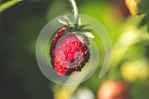 Closeup shot of a sweet wild straberry