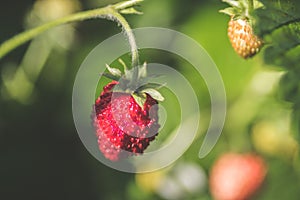 Closeup shot of a sweet wild straberry