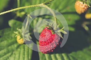 Closeup shot of a sweet wild straberry