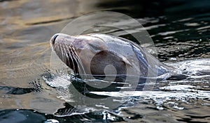 Closeup shot of a swimming seal head peeking out from the water
