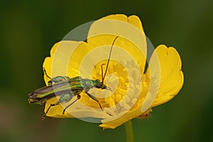 Closeup shot of a Swollen-Thighed Beetle