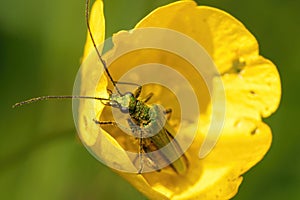 Closeup shot of a Swollen-Thighed Beetle