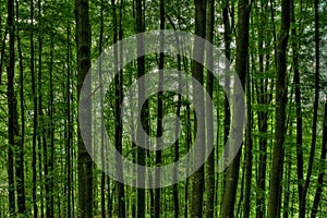 Closeup shot of tall trees in the middle of a green forest