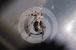 Closeup shot of a tarantula with eight eyes and hairy legs walking on a web it made mid-air