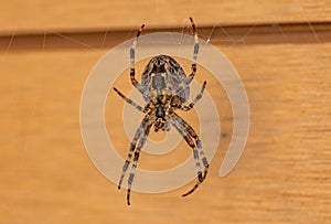 Closeup shot of a tarantulas spider on the web on a wooden background