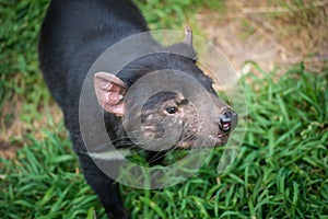 Closeup shot of Tasmanian Devil.