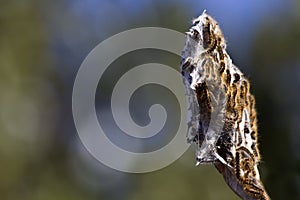 Closeup shot of Thaumetopoea pityocampa photo