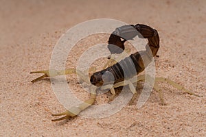 Closeup shot of a thick-tailed scorpion standing on a sandy desert ground with blur background
