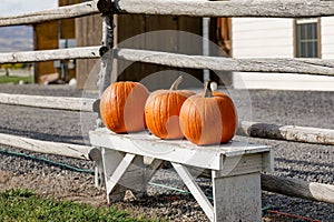 Closeup shot of three autumn pumpkins on a ranch in Wellsville, Utah